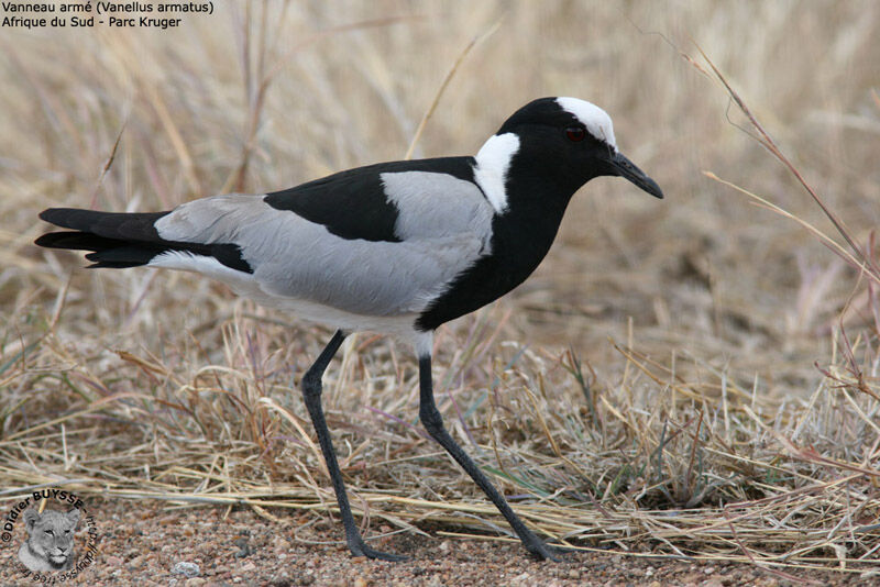 Blacksmith Lapwing