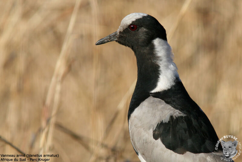 Blacksmith Lapwing