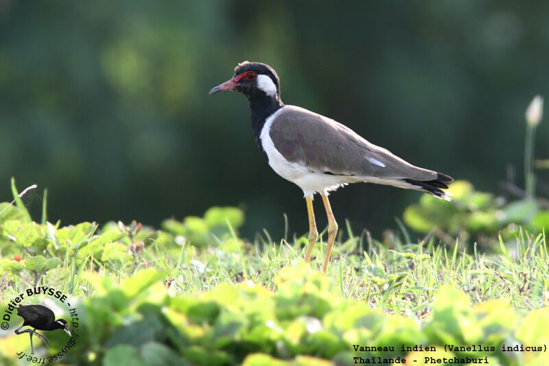 Red-wattled Lapwingadult breeding