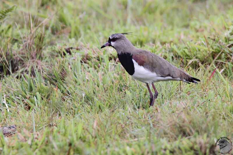 Southern Lapwingadult, identification