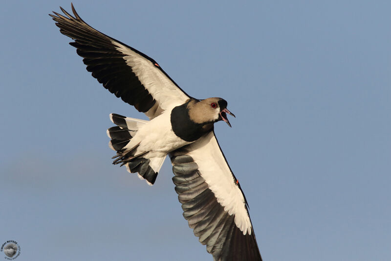 Southern Lapwingadult breeding, Flight