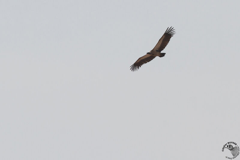 Vautour chassefienteadulte, identification