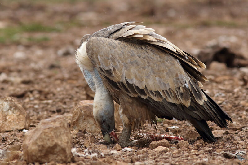 Vautour fauveadulte, identification, mange