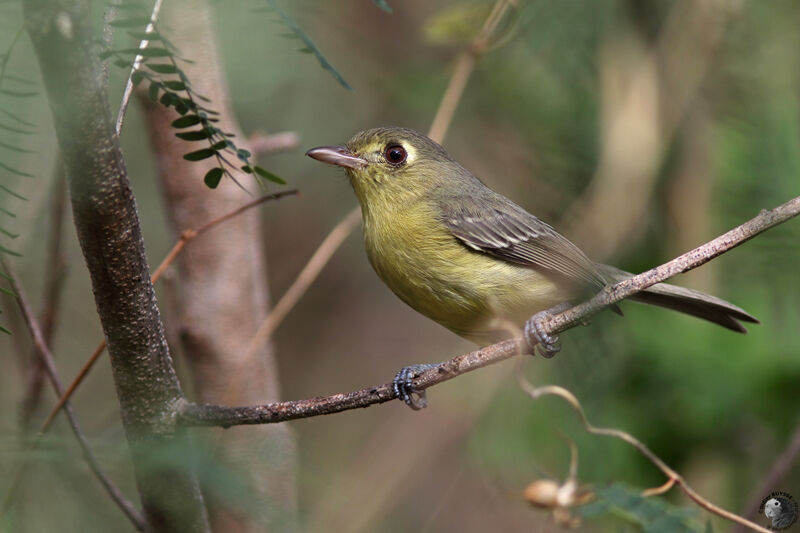 Viréo de Cubaadulte, identification