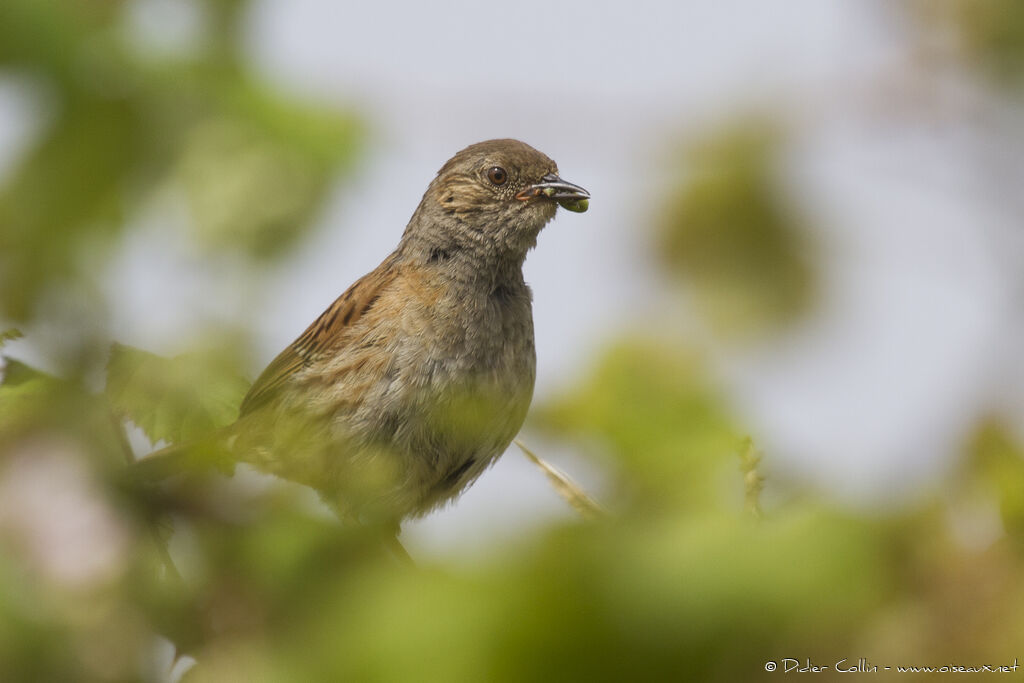 Dunnockadult, feeding habits