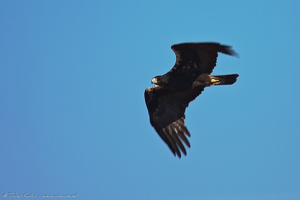 Aigle ibériqueadulte, identification