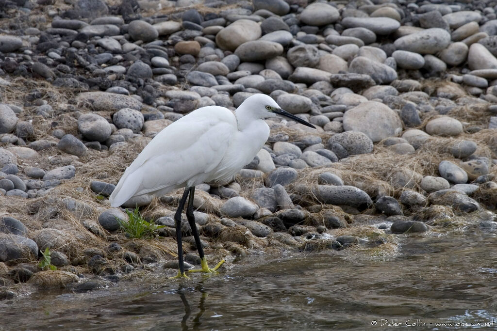 Little Egret