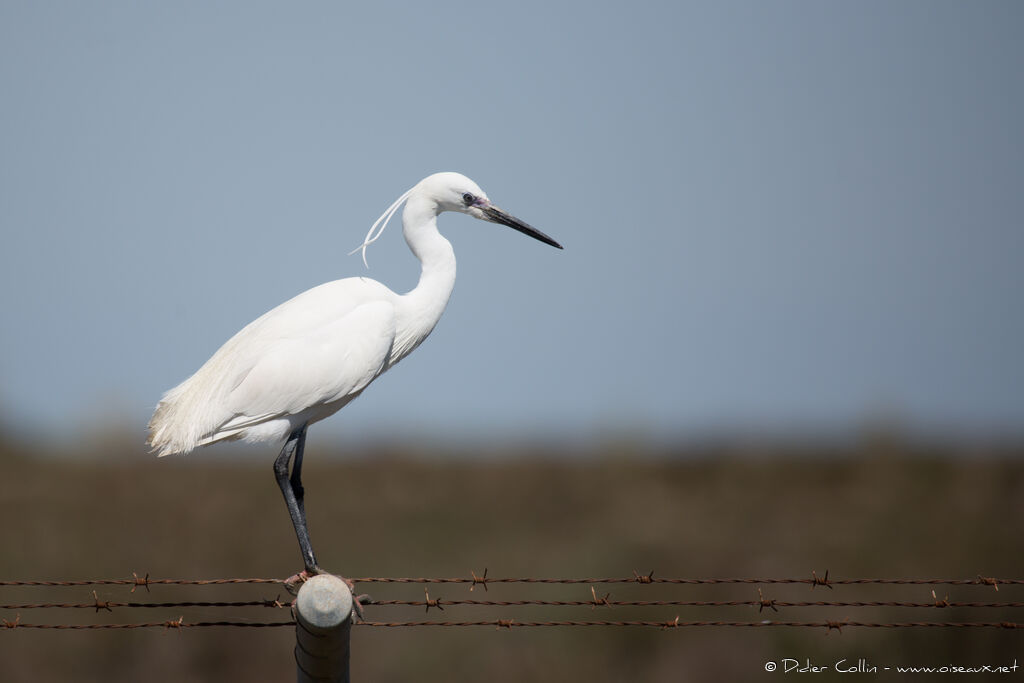 Aigrette garzetteadulte