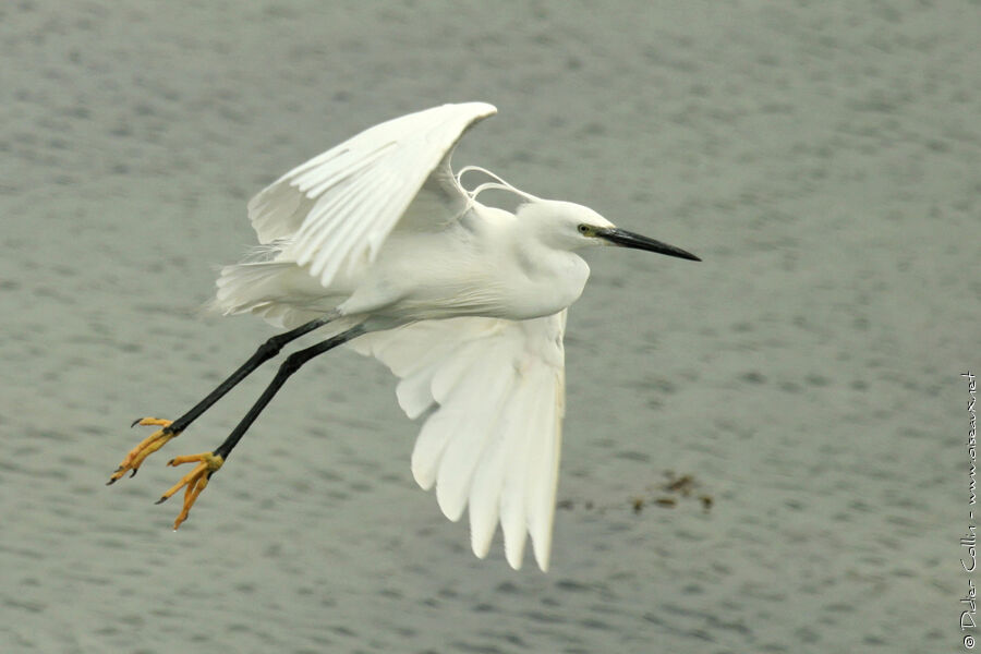 Little Egret, Flight