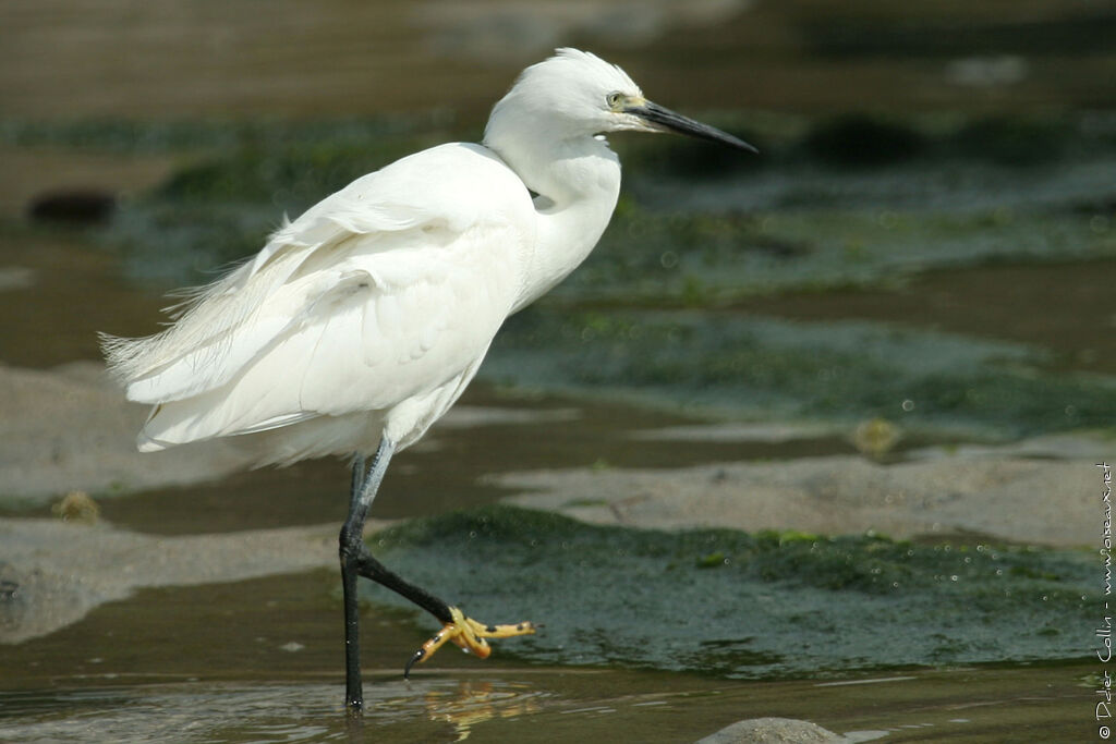 Aigrette garzetteadulte nuptial, identification