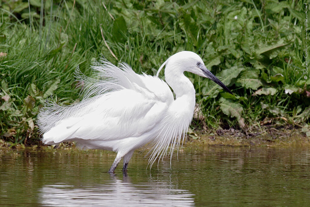 Little Egretadult