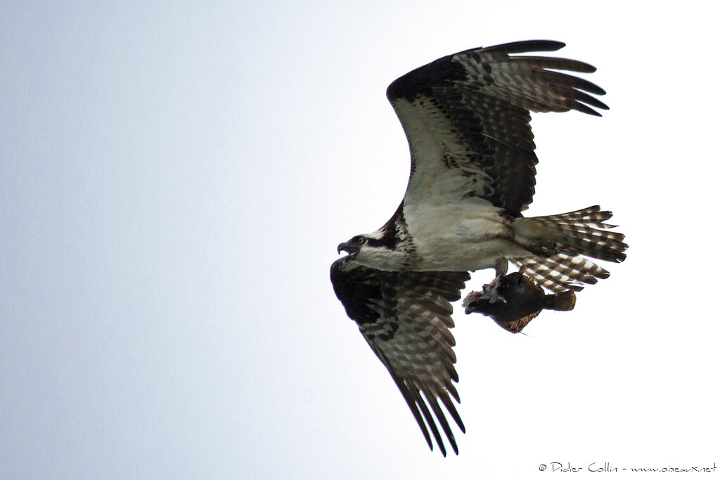 Ospreyadult, identification, Flight, feeding habits