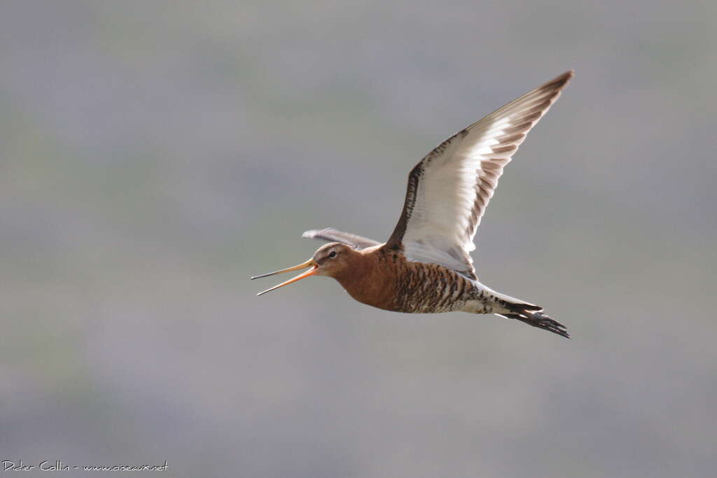 Black-tailed Godwitadult breeding, Flight