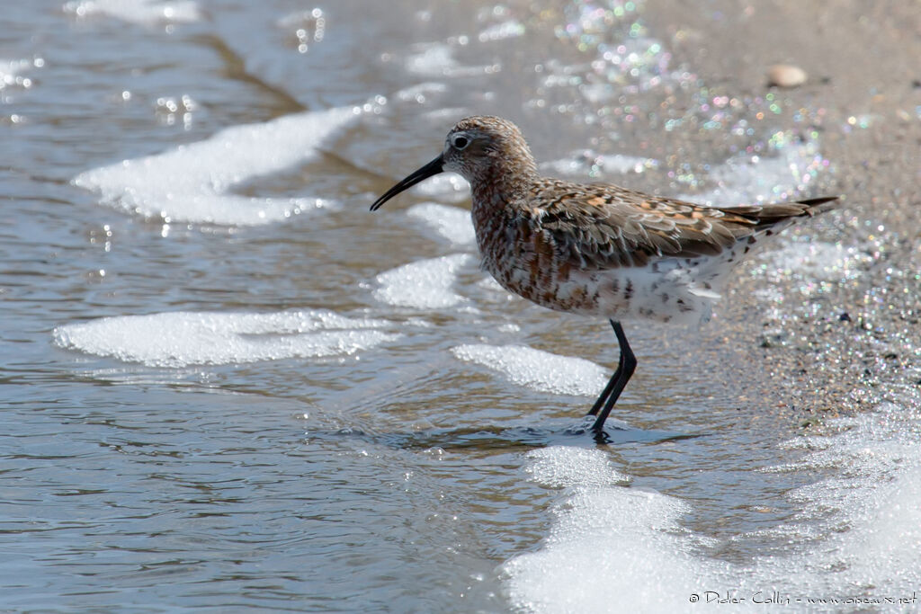 Curlew Sandpiperadult transition, identification