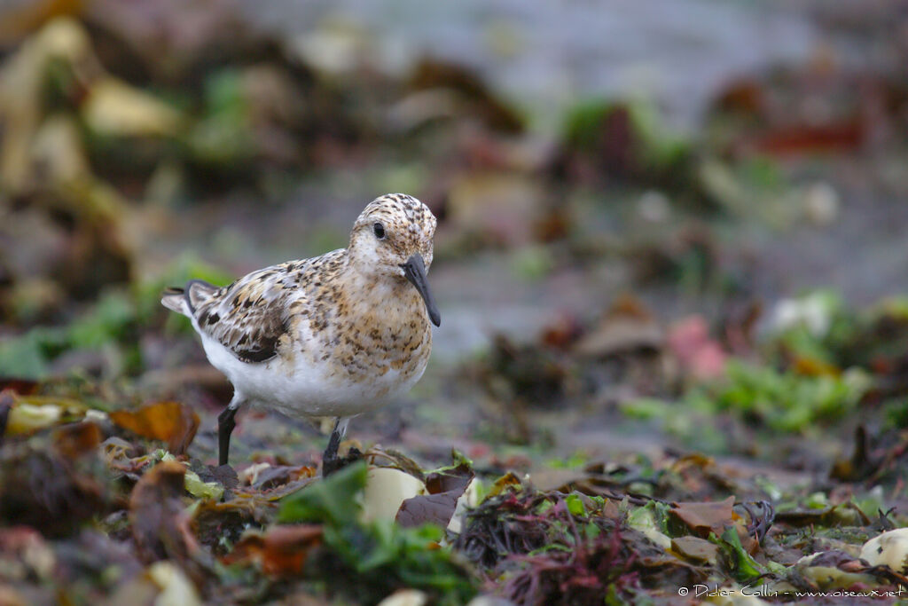 Sanderlingadult breeding