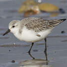 Bécasseau sanderling