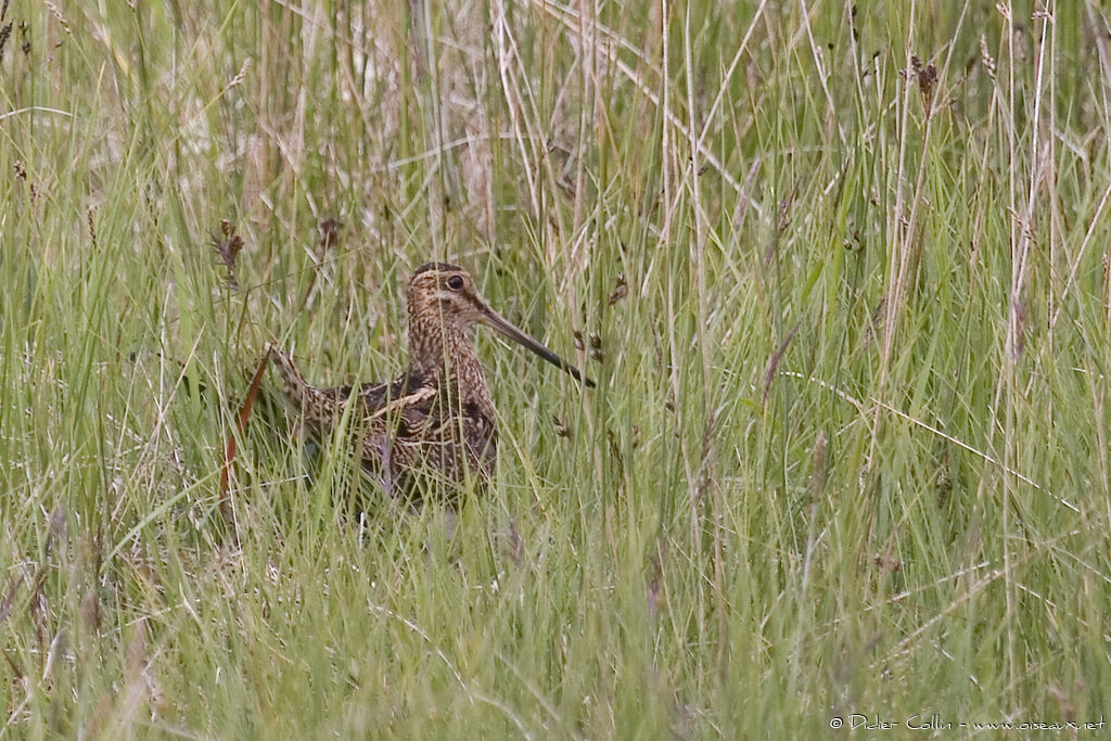 Common Snipe