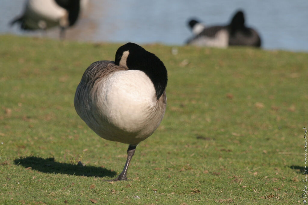 Canada Gooseadult, Behaviour