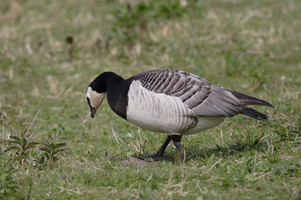 Barnacle Goose