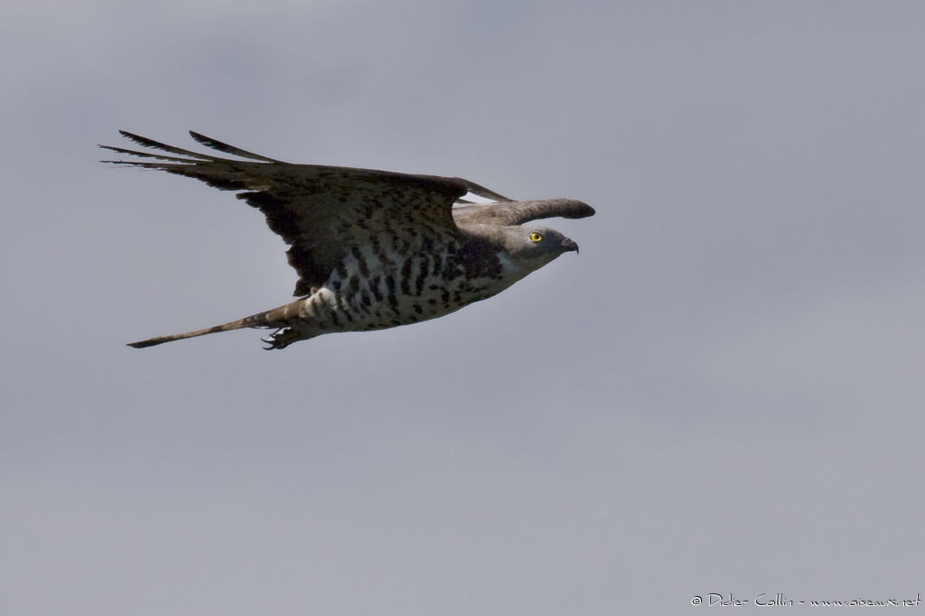 European Honey Buzzard, identification