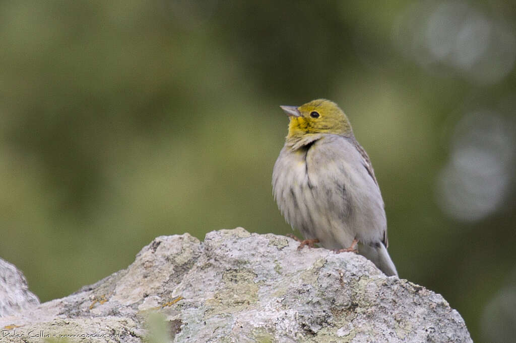 Cinereous Bunting male adult breeding, close-up portrait