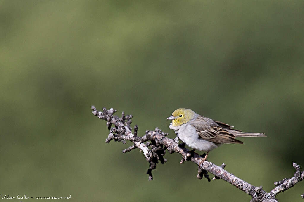 Cinereous Bunting male adult breeding, identification