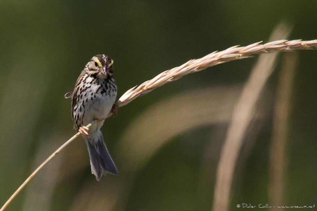 Savannah Sparrowadult, identification