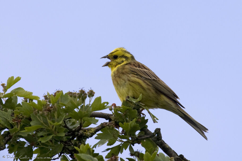 Bruant jaune mâle adulte nuptial, identification, chant