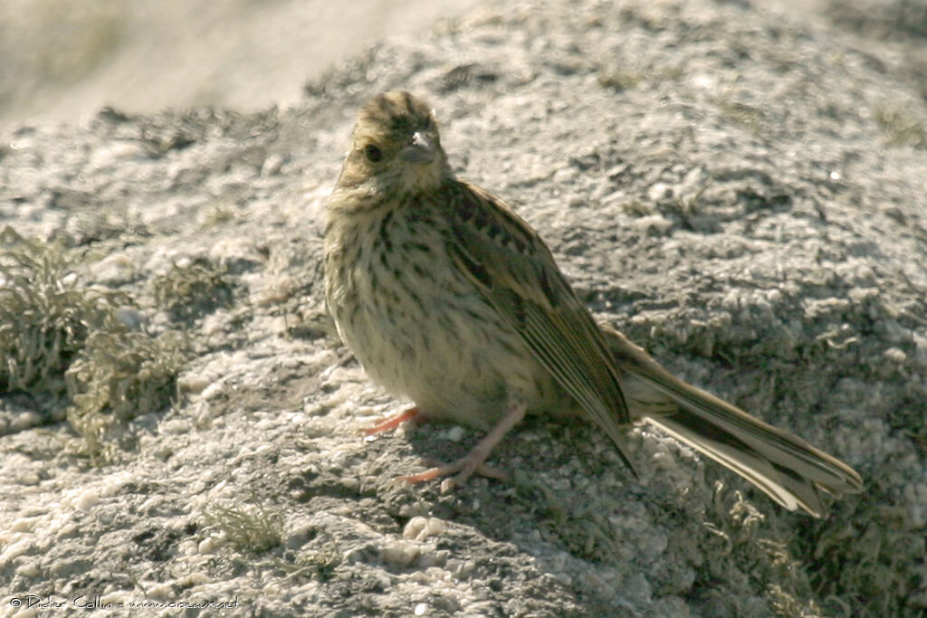 Cirl Bunting