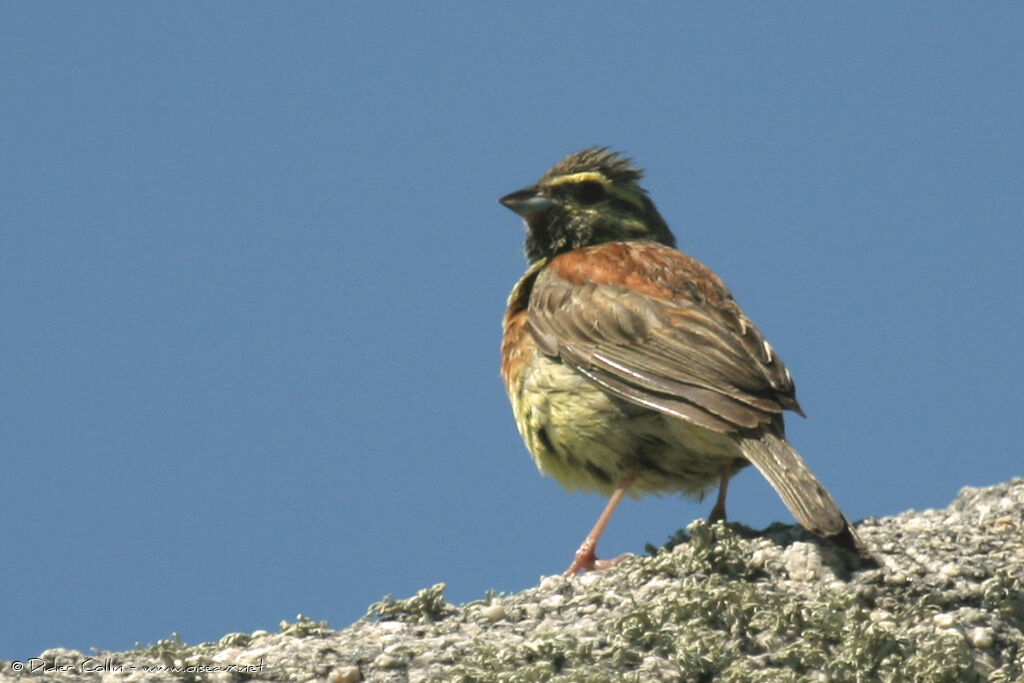 Cirl Bunting, identification