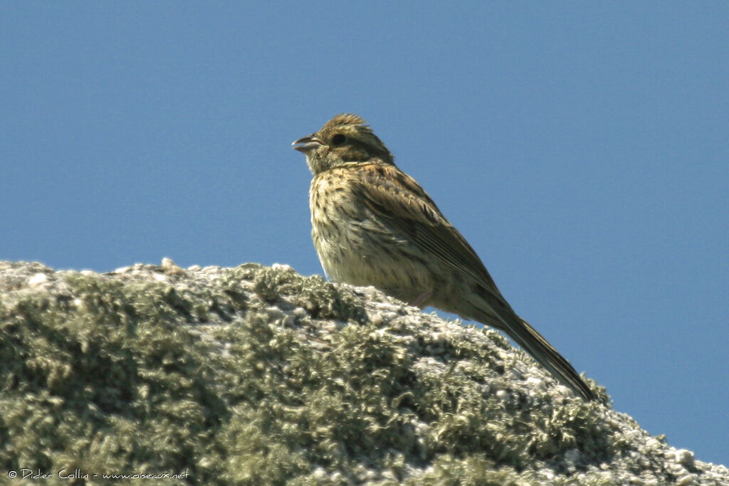 Cirl Bunting, identification