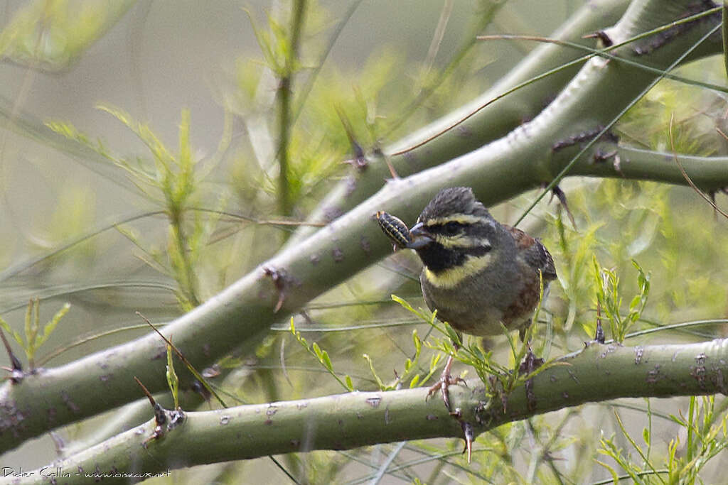 Cirl Bunting male adult, feeding habits