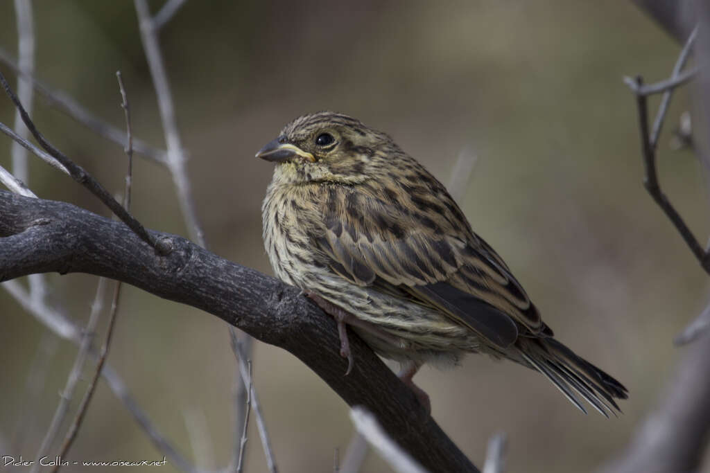 Cirl Buntingjuvenile, identification