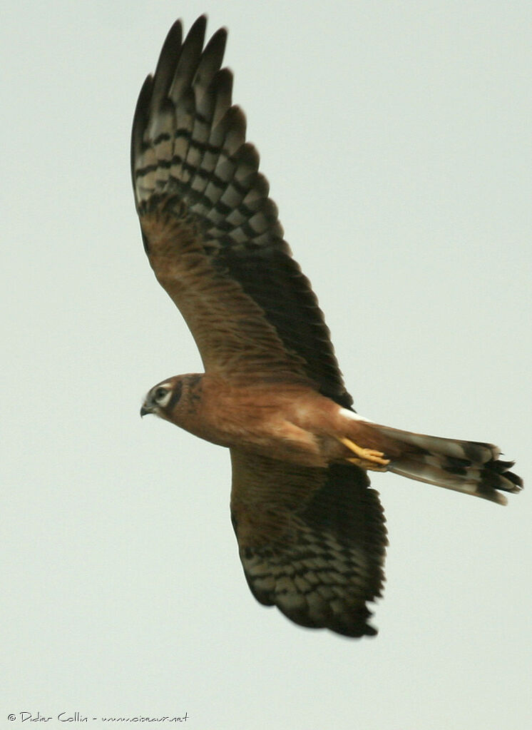 Montagu's Harrier