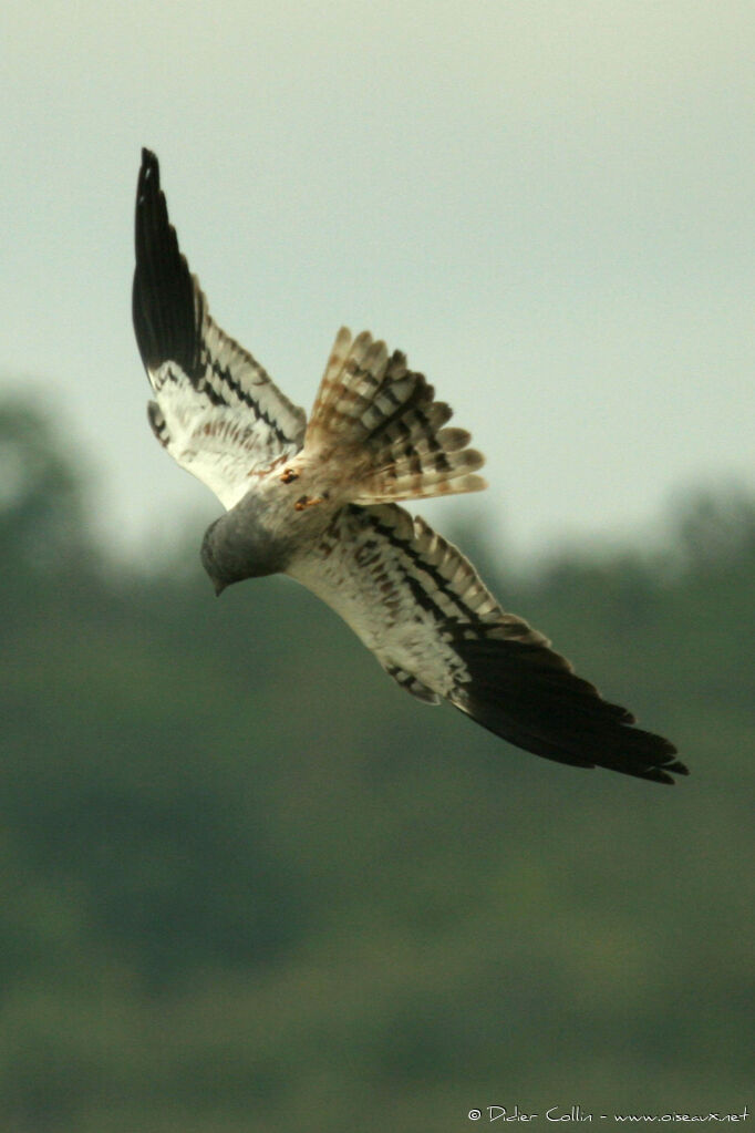 Montagu's Harrier