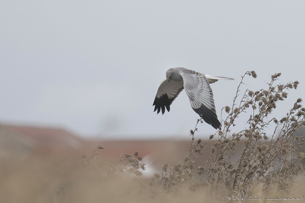 Hen Harrier