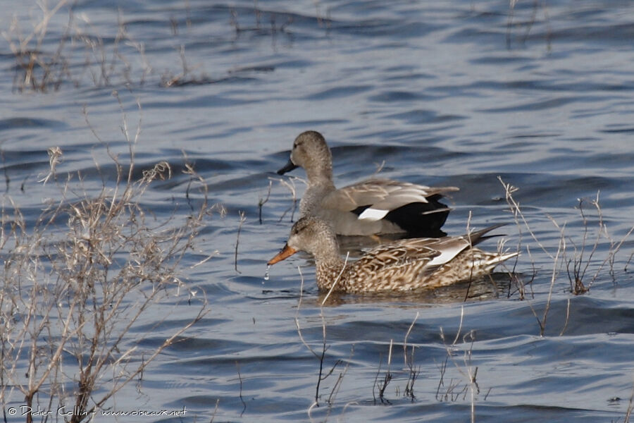 Canard chipeau 