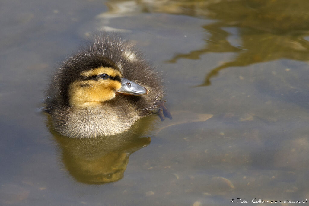 Mallardjuvenile, identification, Behaviour