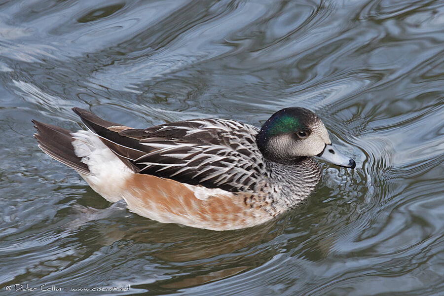 Chiloe Wigeon, identification