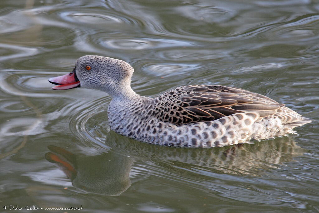 Cape Teal, identification