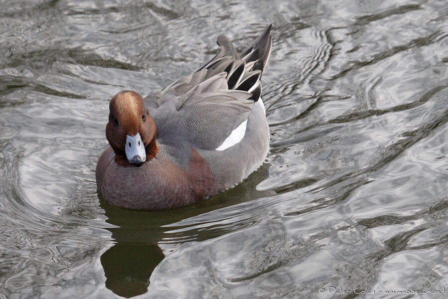 Eurasian Wigeon male adult, identification