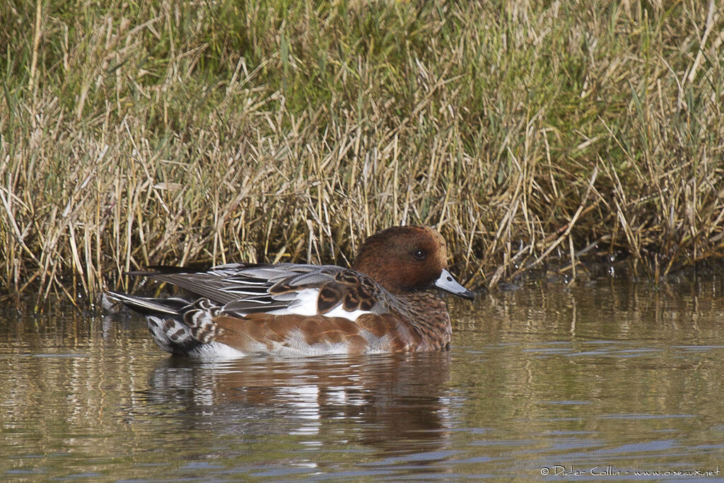 Canard siffleur