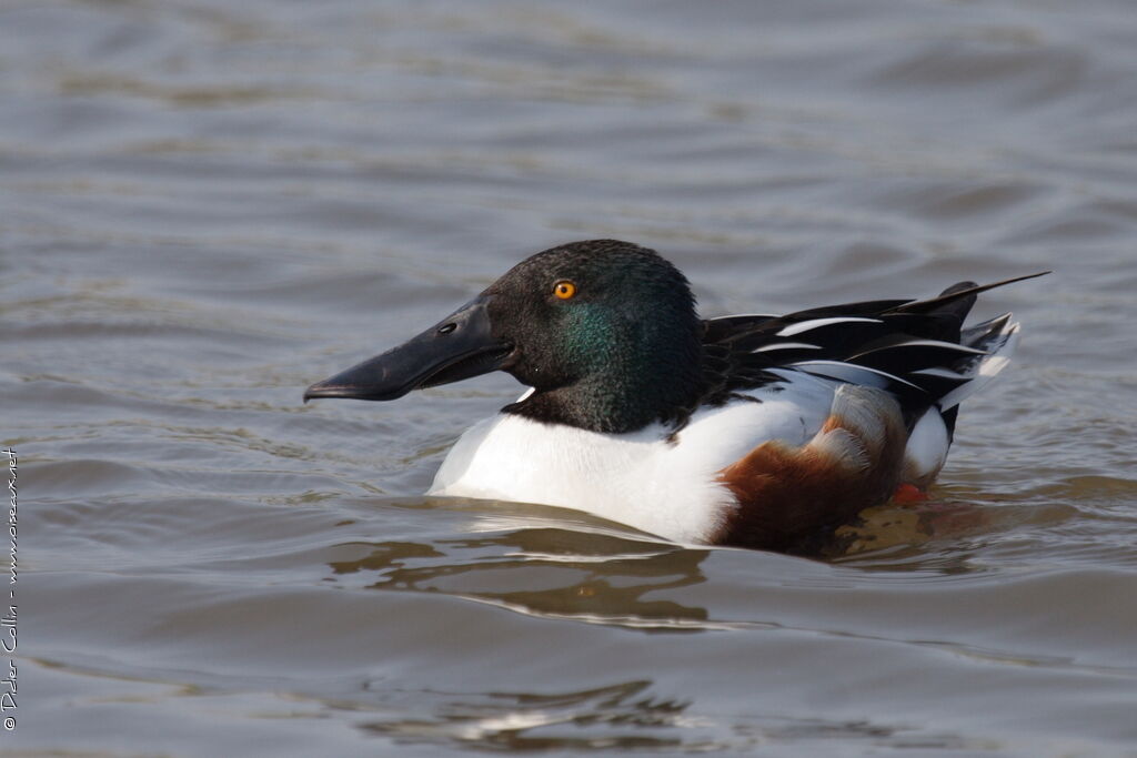 Canard souchet mâle adulte, identification