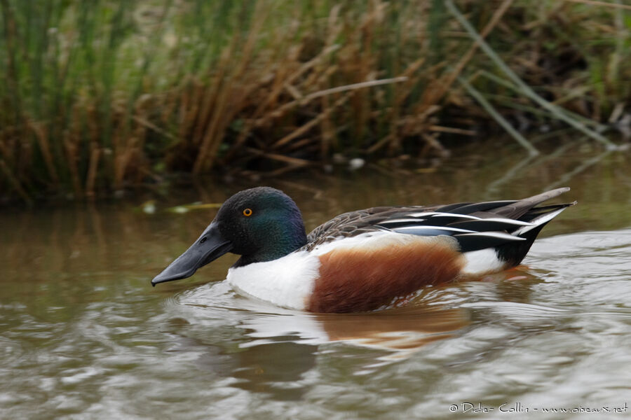 Northern Shoveler, identification