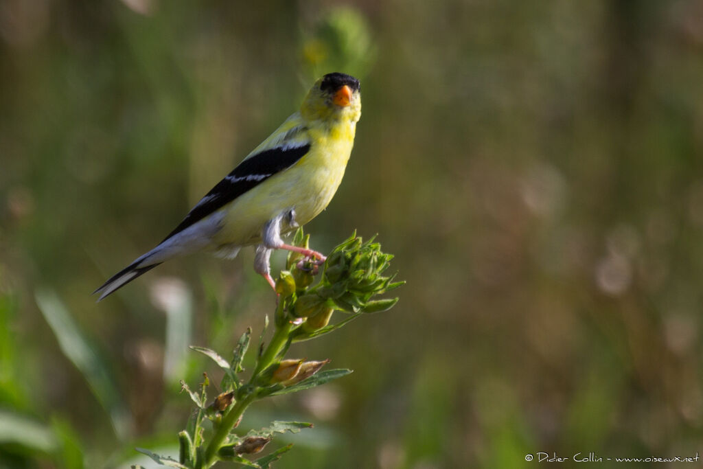 American Goldfinchadult, identification