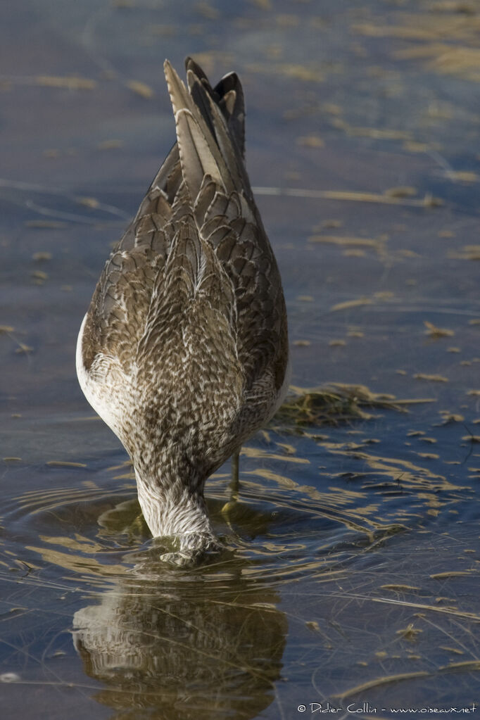 Common Greenshank, Behaviour