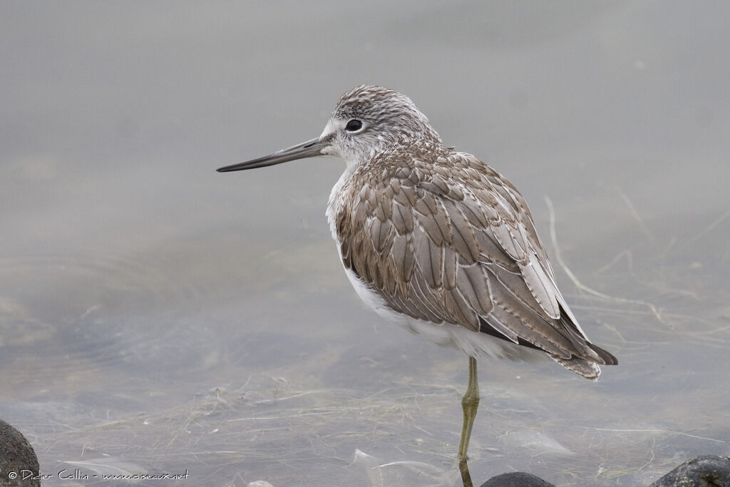 Common Greenshank, identification