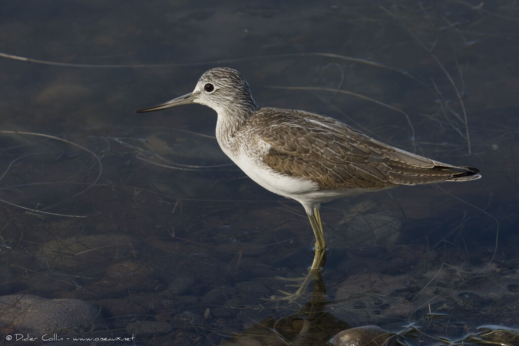 Common Greenshank, identification