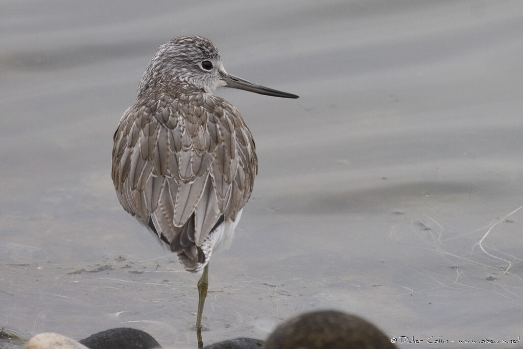 Common Greenshank, identification