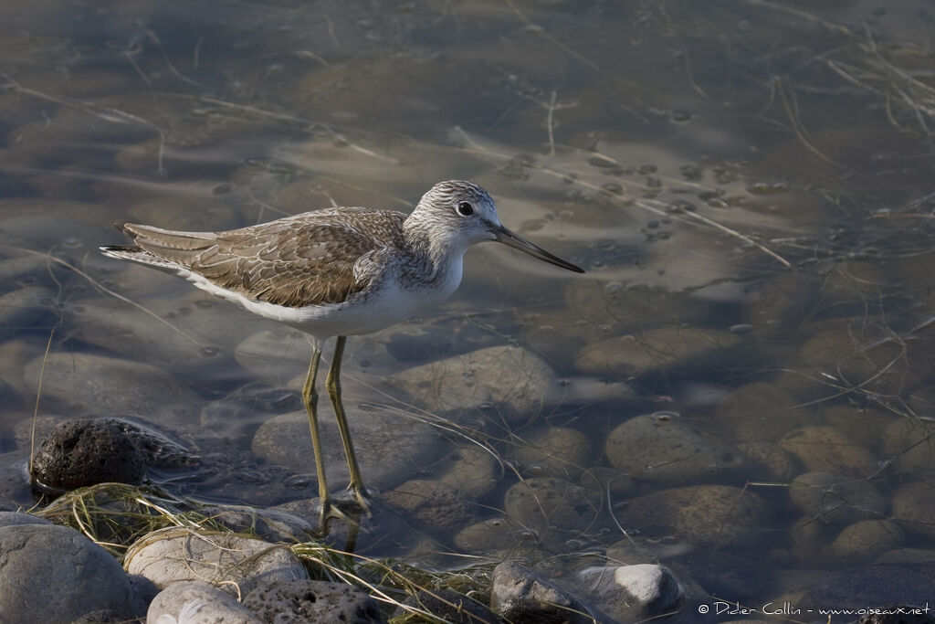 Common Greenshank, identification